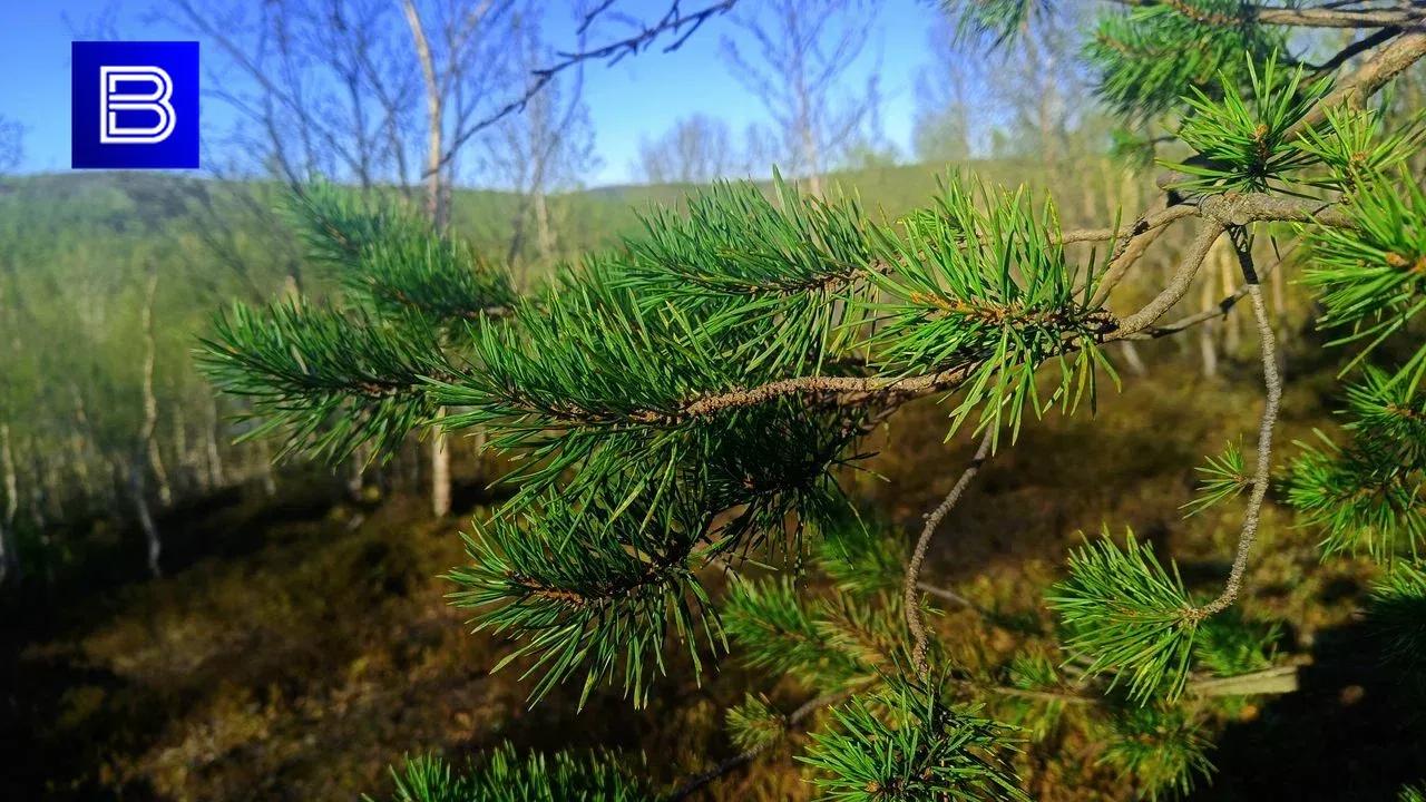 Карантин по жуку, вредящему хвойным лесам, ввели в районе Кировска